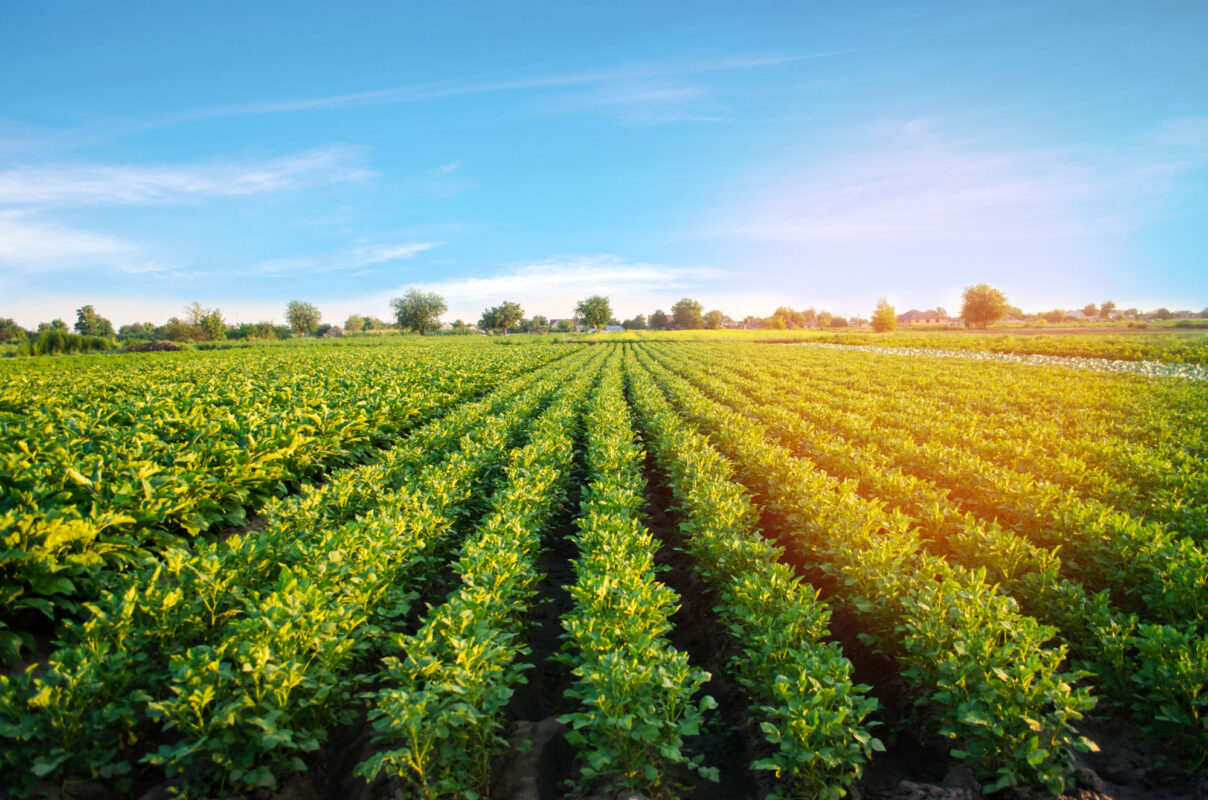 pent-consulting-potato-plantations-grow-field-vegetable-rows-farming-agriculture-landscape